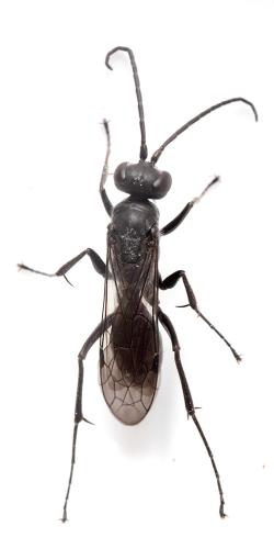 Réf. 341 802 : Auplopus carbonarius